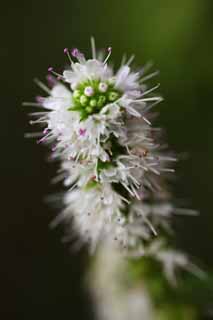 photo,material,free,landscape,picture,stock photo,Creative Commons,The flower of the mint, mint, I am pretty, Herb, stamen