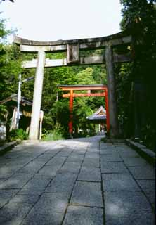 photo,material,free,landscape,picture,stock photo,Creative Commons,Street of torii gates, torii gate, shrine, , 