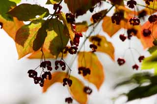 photo, la matire, libre, amnage, dcrivez, photo de la rserve,Un fruit rouge, fort, tang, noix, Mt. Bandai-san