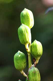 photo,material,free,landscape,picture,stock photo,Creative Commons,A nut, forest, Green, nut, Mt. Bandai-san