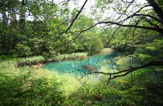 Foto, materieel, vrij, landschap, schilderstuk, bevoorraden foto,Akanuma, Woud, Waterplas, Hemelsblauw blauw, Mt. Bandai-san