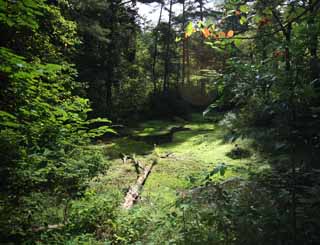 fotografia, materiale, libero il panorama, dipinga, fotografia di scorta,Lago cinque colori, foresta, stagno, albero caduto, Mt. Bandai-san