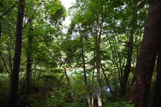 Foto, materiell, befreit, Landschaft, Bild, hat Foto auf Lager,See Stein lazuli, Wald, Teich, Azurblau blau, Mt. Bandai-san