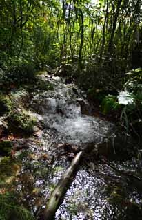 photo,material,free,landscape,picture,stock photo,Creative Commons,Noble lineage, forest, waterfall, brook, Mt. Bandai-san