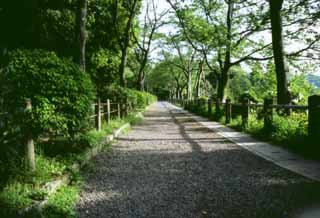 photo,material,free,landscape,picture,stock photo,Creative Commons,Footpath in tender green, Path of Philosophy, way, , 