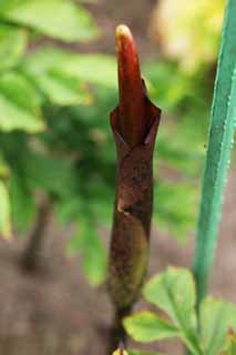 Foto, materieel, vrij, landschap, schilderstuk, bevoorraden foto,Een bloem van ht konnyaku, Konnyaku, , Knop, Brown