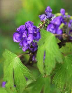 photo,material,free,landscape,picture,stock photo,Creative Commons,OctoRika black fly, An aconite, Chinese medicine, , strong heart diuresis