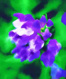 illust, matire, libre, paysage, image, le tableau, crayon de la couleur, colorie, en tirant,Baicalensis Scutellaria, , Mdecine chinoise, , Allgement de fivre