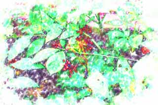 illust, matire, libre, paysage, image, le tableau, crayon de la couleur, colorie, en tirant,Ginseng, , Saponin, ginseng, Gin Seno Cyd