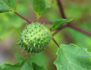 photo, la matire, libre, amnage, dcrivez, photo de la rserve,Une pomme de l'pine, pomme de l'pine, Mdecine chinoise, Relaxation, Calmant