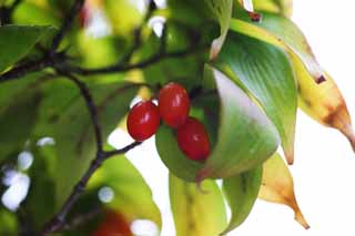 fotografia, materiale, libero il panorama, dipinga, fotografia di scorta,Officinalis di Cornus, Io sono forte, Medicina cinese, Hemostasis, Convergenza