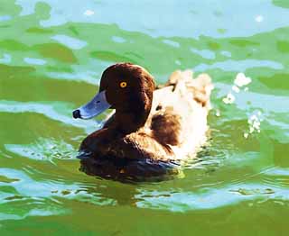 Illust, materieel, vrij, landschap, schilderstuk, schilderstuk, kleuren potlood, crayon, werkje,Minderer scaup eende, Waterfowl, Eende, , 