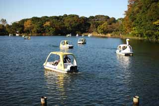 Foto, materieel, vrij, landschap, schilderstuk, bevoorraden foto,Senzoku Waterplas, Zwaan boot, Rij een voet; Een boot, De oppervlakte van het water, Waterplas