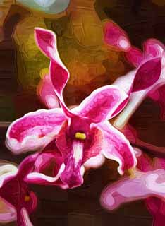 illust, materiale, libero panorama, ritratto dipinto, matita di colore disegna a pastello, disegnando,L'orchidea del violaceo rosso, Un'orchidea, , petalo, Io sono sfarzoso