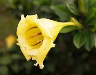 photo,material,free,landscape,picture,stock photo,Creative Commons,A yellow flower, Yellow, stamen, Pollen, trumpet