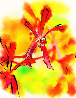 illust, matire, libre, paysage, image, le tableau, crayon de la couleur, colorie, en tirant,Une orchide rouge, Une orchide, , ptale, Je suis magnifique