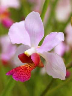 , , , , ,  ., orchid, orchid, , petal,  gorgeous