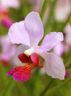 Foto, materiell, befreit, Landschaft, Bild, hat Foto auf Lager,Eine rosa Orchidee, Eine Orchidee, , Bltenblatt, Ich bin prchtig