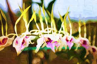 Illust, materieel, vrij, landschap, schilderstuk, schilderstuk, kleuren potlood, crayon, werkje,De orchidee welk van het kroonblad danst, Een orchidee, , Kroonblad, Ik ben prachtig