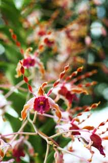 Foto, materieel, vrij, landschap, schilderstuk, bevoorraden foto,De orchidee van ht paarsachtig rood, Een orchidee, , Kroonblad, Ik ben prachtig