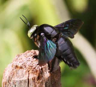 photo, la matire, libre, amnage, dcrivez, photo de la rserve,Une mouche norme, mouche, , , La zone tropique