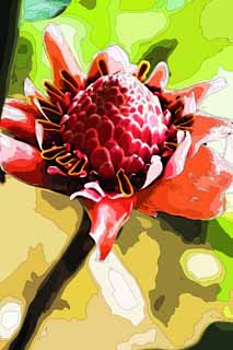 illustration,material,free,landscape,picture,painting,color pencil,crayon,drawing,Blowtorch ginger, Ginger, torch, Red, It is easy