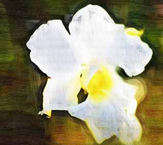 illust, matire, libre, paysage, image, le tableau, crayon de la couleur, colorie, en tirant,Une orchide blanche, Une orchide, , ptale, Je suis magnifique