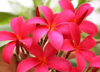 ,,, ,,,frangipani .,   ., frangipani.,  .,  .