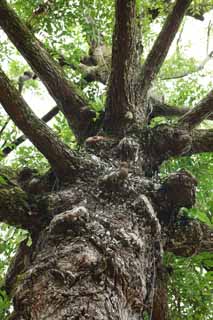 photo, la matire, libre, amnage, dcrivez, photo de la rserve,Un arbre tropique, L'aboiement, grand arbre, arbre, La jungle