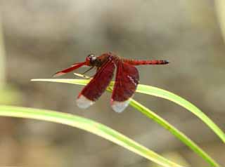 photo,material,free,landscape,picture,stock photo,Creative Commons,Naan Yaw tortoise shell dragonfly, dragonfly, dragonfly, Southeastern Asian, The jewel which flies