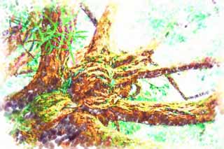 illust, matire, libre, paysage, image, le tableau, crayon de la couleur, colorie, en tirant,Un arbre tropique, L'aboiement, grand arbre, arbre, La jungle