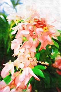 illustration,material,free,landscape,picture,painting,color pencil,crayon,drawing,A bougainvillaea, bougainvillaea, The tropical zone, Tropical, I am gorgeous