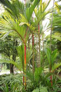 foto,tela,gratis,paisaje,fotografa,idea,Una palmera de orangutn, rbol de palmera, Planta de interior, Planta tropical, Soy el rojo de cinnabar