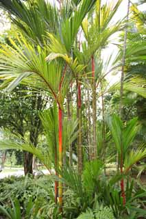 photo,material,free,landscape,picture,stock photo,Creative Commons,An orangutan palm, palm tree, houseplant, tropical plant, I am cinnabar red