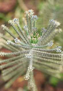 foto,tela,gratis,paisaje,fotografa,idea,Una planta carnosa, Nodo del rbol misterioso, Planta carnosa, Evolucin, Soy extrao