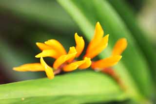 photo, la matire, libre, amnage, dcrivez, photo de la rserve,Une fleur du gingembre, fleur du gingembre, Ginger, plante tropique, Jaune