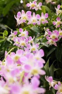 fotografia, materiale, libero il panorama, dipinga, fotografia di scorta,Un'orchidea colore rosa, Un'orchidea, , , Io sono lussuoso