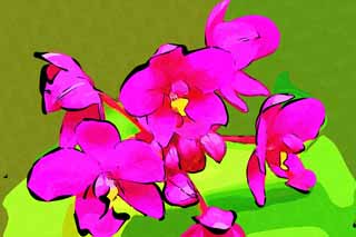 illust, materiale, libero panorama, ritratto dipinto, matita di colore disegna a pastello, disegnando,Un imporpori orchidea, Un'orchidea, , , Io sono lussuoso