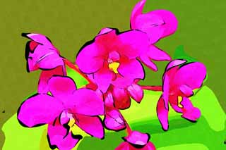 illust, matire, libre, paysage, image, le tableau, crayon de la couleur, colorie, en tirant,Une orchide pourpre, Une orchide, , , Je suis luxueux