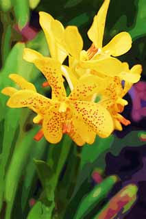 illustration,material,free,landscape,picture,painting,color pencil,crayon,drawing,A yellow orchid, An orchid, , , I am luxurious