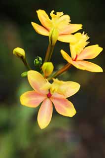 Foto, materiell, befreit, Landschaft, Bild, hat Foto auf Lager,Eine gelbe Orchidee, Eine Orchidee, , , Ich bin luxuris