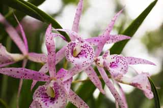 fotografia, material, livra, ajardine, imagine, proveja fotografia,Uma orqudea rosa, Uma orqudea, , , Eu sou luxuoso