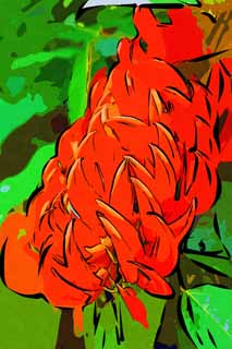 illust, materiale, libero panorama, ritratto dipinto, matita di colore disegna a pastello, disegnando,Un fiore rosso, Rosso, petalo, unghia, pianta tropicale