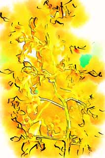 Illust, materieel, vrij, landschap, schilderstuk, schilderstuk, kleuren potlood, crayon, werkje,Een gele orchidee, Een orchidee, , , Ik ben luxueus