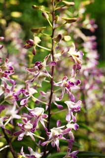 photo, la matire, libre, amnage, dcrivez, photo de la rserve,Une orchide pourpre, Une orchide, , , Je suis luxueux