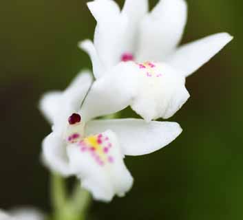 Foto, materieel, vrij, landschap, schilderstuk, bevoorraden foto,Een rose orchidee, Een orchidee, , , Ik ben luxueus