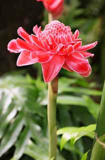 photo,material,free,landscape,picture,stock photo,Creative Commons,Blowtorch ginger, Ginger, torch, Red, It is easy