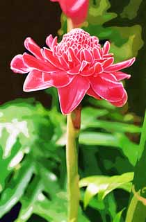 illustration,material,free,landscape,picture,painting,color pencil,crayon,drawing,Blowtorch ginger, Ginger, torch, Red, It is easy