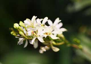 fotografia, material, livra, ajardine, imagine, proveja fotografia,Uma orqudea branca, Uma orqudea, , , Eu sou luxuoso