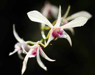 foto,tela,gratis,paisaje,fotografa,idea,Una orqudea rosa, Una orqudea, , , Soy lujoso